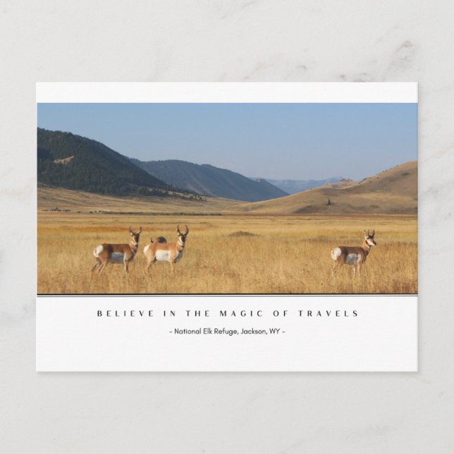 Elk In A Field Postcards (Front)