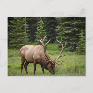 Elk in Banff National Park Canada Postcard