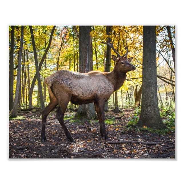 Elk in Fall Photo Print (Front)