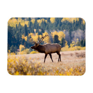 Elk in Rocky Mountain National Park, Colorado Magnet