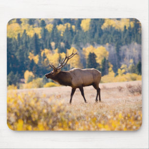 Elk in Rocky Mountain National Park, Colorado Mouse Pad