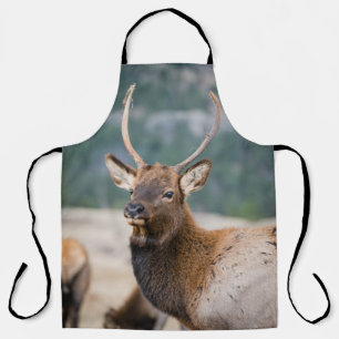 ELK IN ROCKY MOUNTAIN NATIONAL PARK - ELK HERDS GR APRON