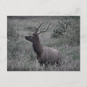 Elk in Rocky Mountain National Park Postcard