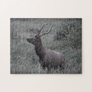 Elk in Rocky Mountain National Park Puzzle