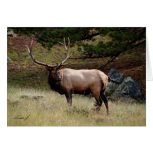 Elk in the Wild