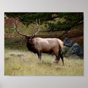 Elk in the Wild Canvas Print