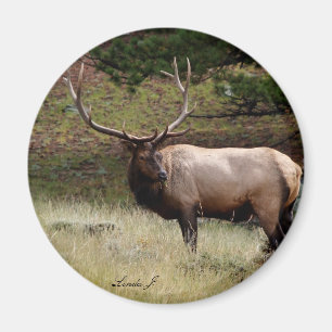 Elk in the Wild Magnet