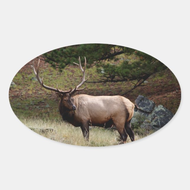 Elk in the Wild Oval Sticker (Front)