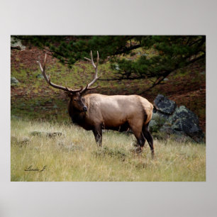 Elk in the Wild Poster
