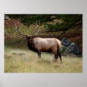 Elk in the Wild Poster