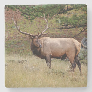 Elk in the Wild Square coaster