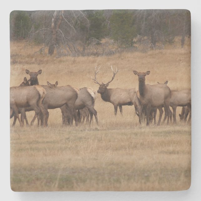 Elk in the Wild Square coaster (Front)