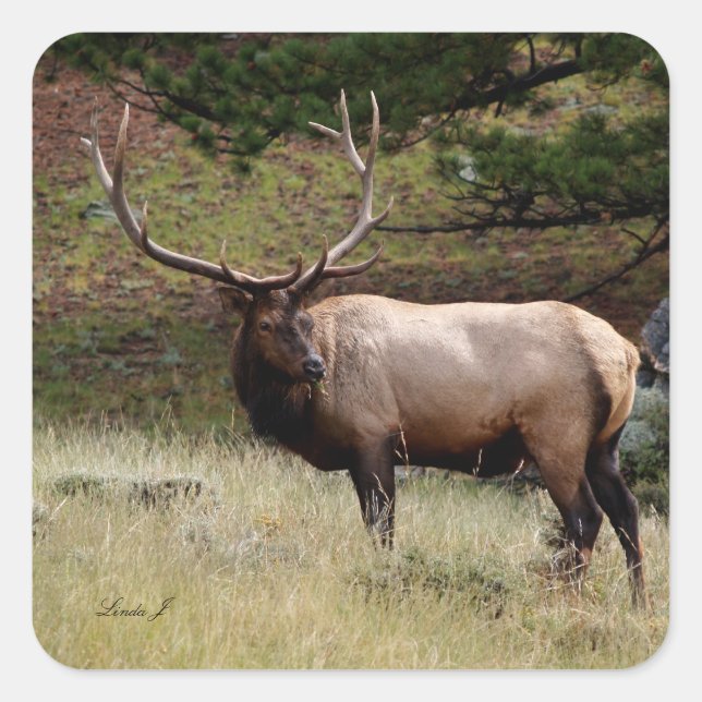 Elk in the Wild Square Sticker (Front)