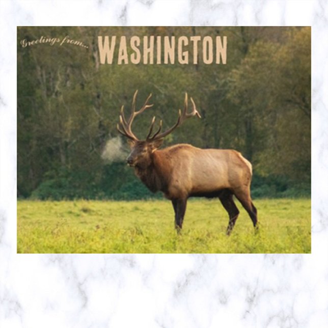 Elk in Washington USA Postcard (Creator Uploaded)