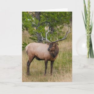 Elk Lake Village Yellowstone National Park Wyoming Card