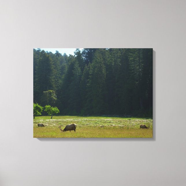 Elk Meadow at Redwood National Park Canvas Print (Front)