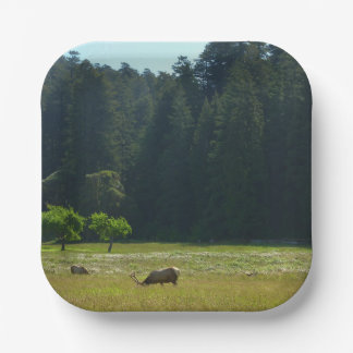 Elk Meadow at Redwood National Park Paper Plate