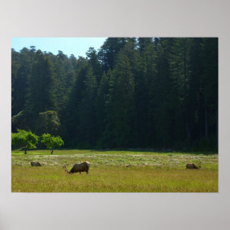 Elk Meadow at Redwood National Park Poster