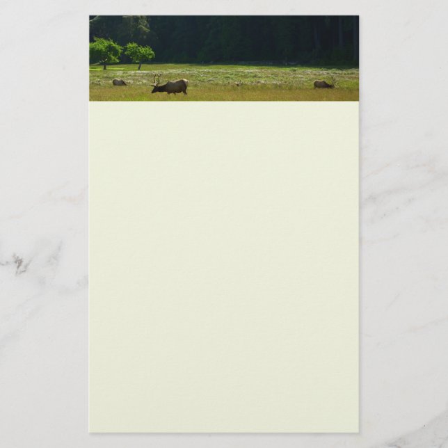 Elk Meadow at Redwood National Park Stationery (Front)