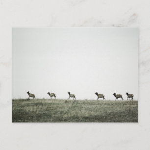 Elk P2799 Postcard