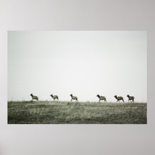 Elk P2799 Print