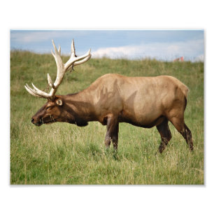 Elk Photo Print