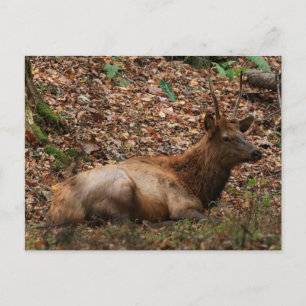 Elk Postcard