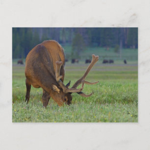 elk postcard