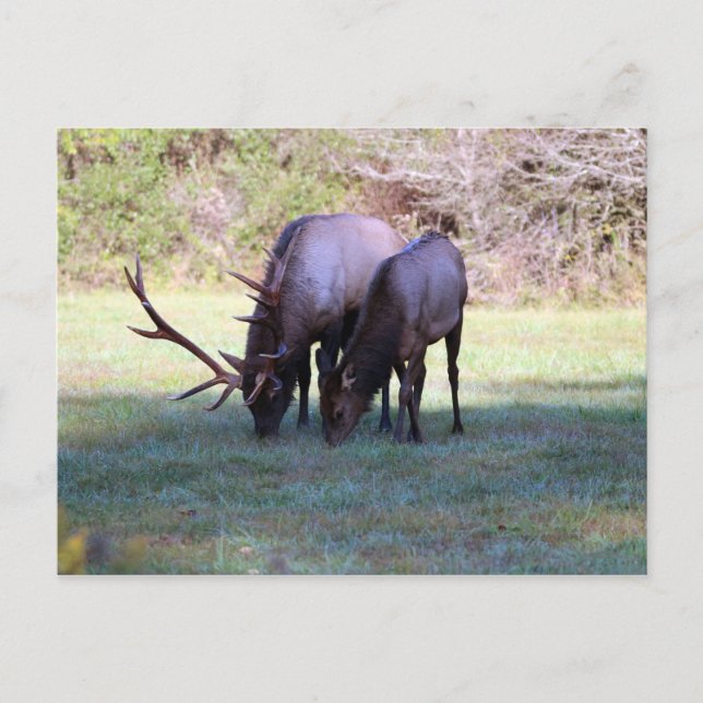 Elk Postcard (Front)
