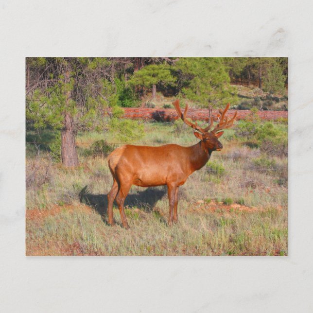 elk postcard (Front)