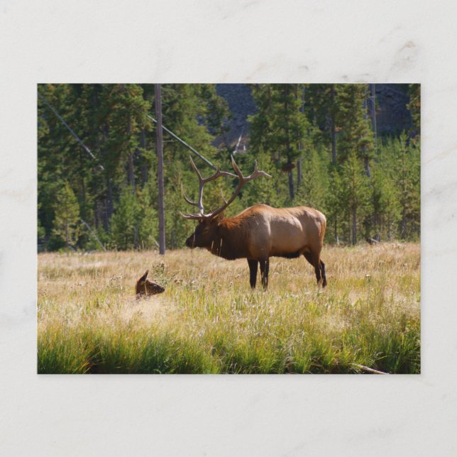 Elk Postcard (Front)