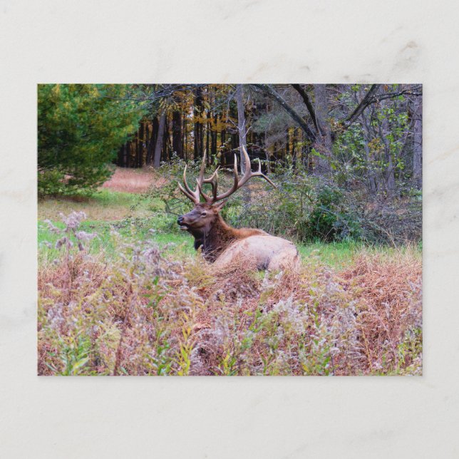 Elk Postcard (Front)