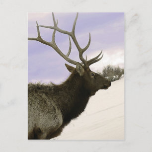 Elk Postcard