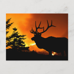 Elk Postcard