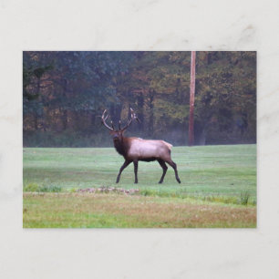 Elk Postcard