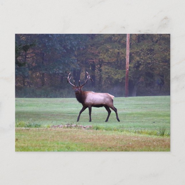 Elk Postcard (Front)