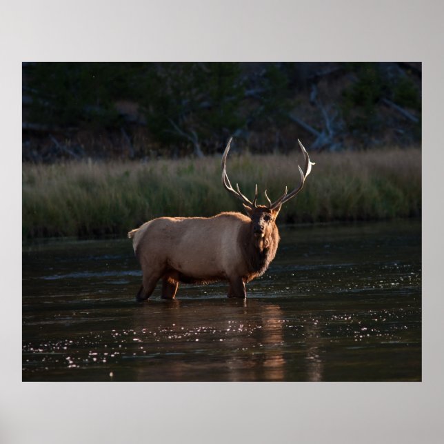 Elk Poster (Front)