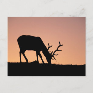 Elk   Rocky Mountains National Park, Colorado Postcard