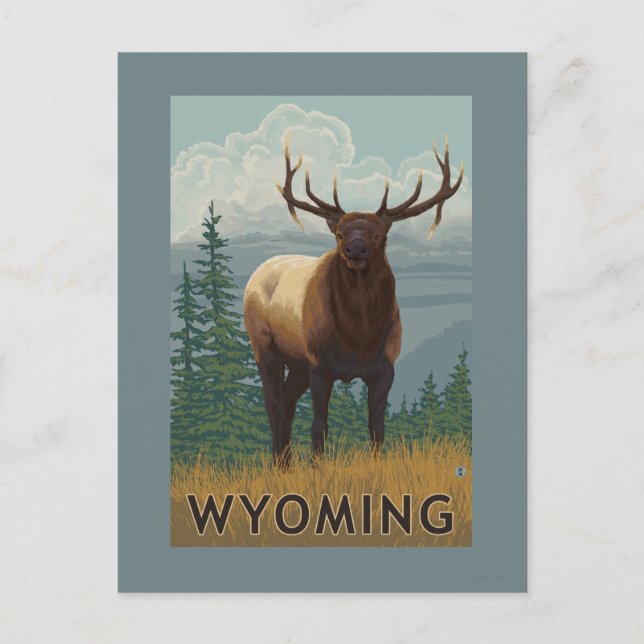 Elk SceneWyoming Postcard (Front)