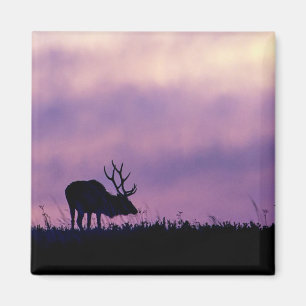 Elk Silhouette at Sunset Magnet