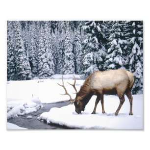Elk Snow Scene Photo Print