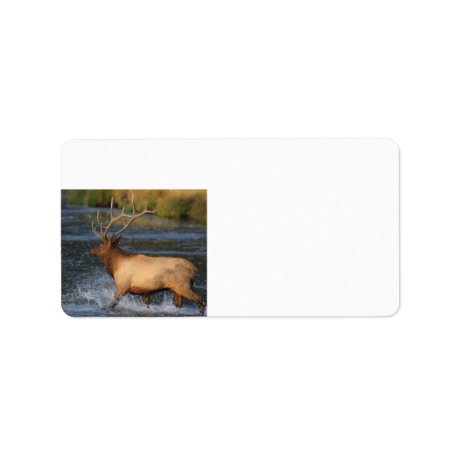 elk splashing in the water label (Front)