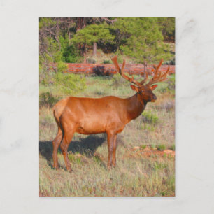 elk stand postcard