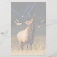elk