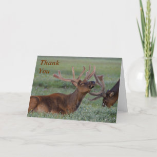 elk Thank You Note Card