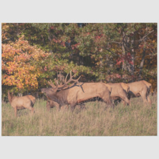 Elk Tissue Paper