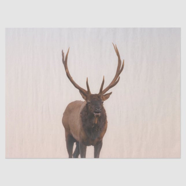 Elk Tissue Paper (Front)