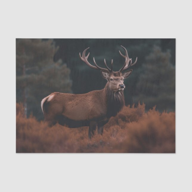 Elk Tissue Paper (Front)