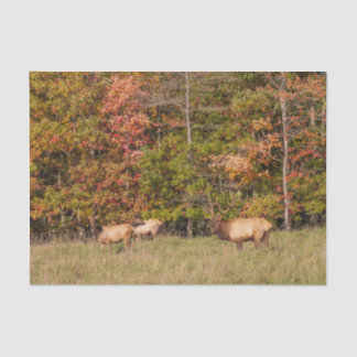 Elk Tissue Paper