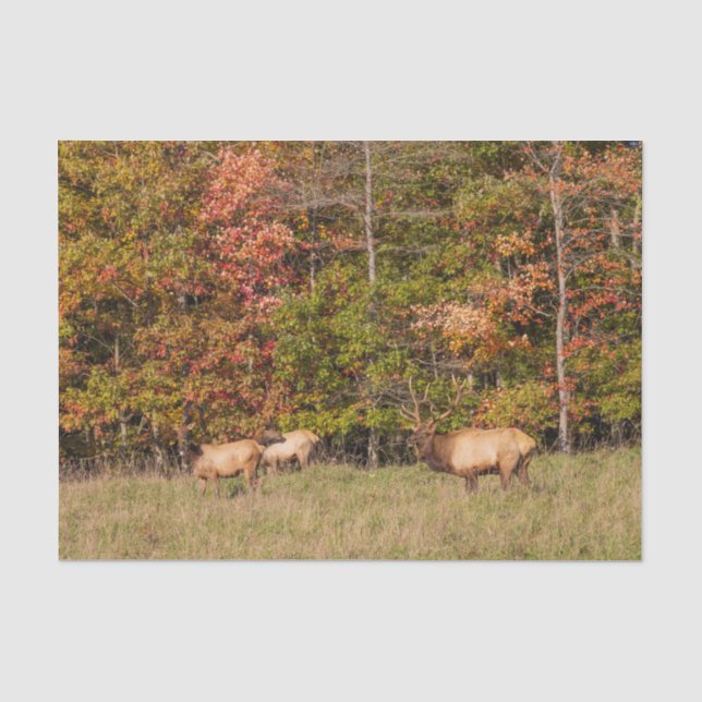 Elk Tissue Paper (Front)